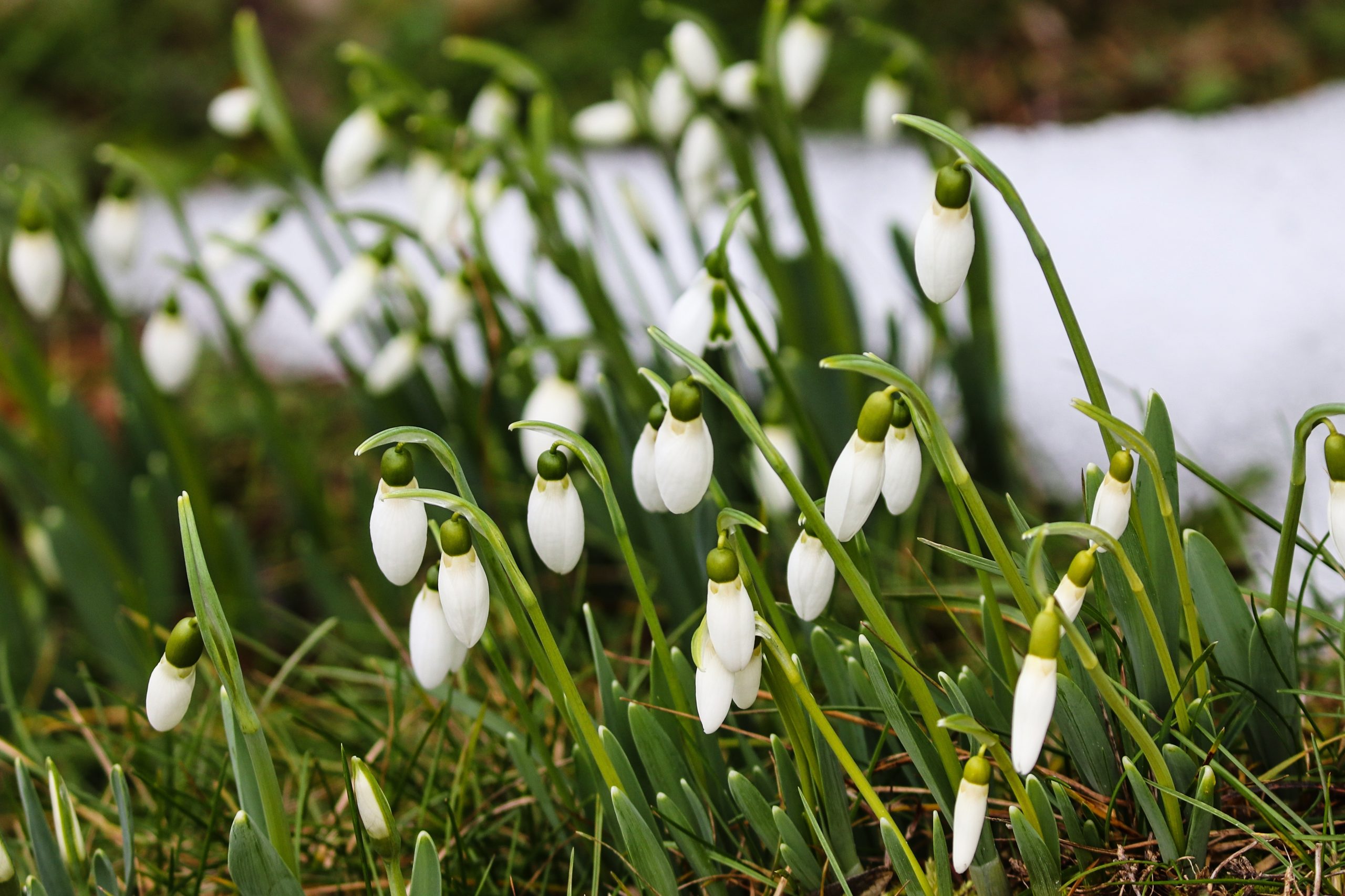 3. Semester- Frühling: Das Erwachen & die Seelenmeisterschaft