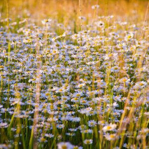 4. Semester: SOMMER – Die Fülle & das Wirken